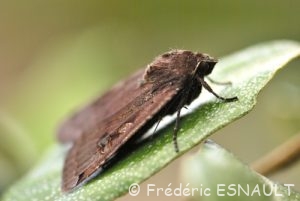 Le Hibou (Noctua pronuba)