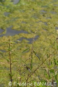 Anax empereur (Anax imperator)