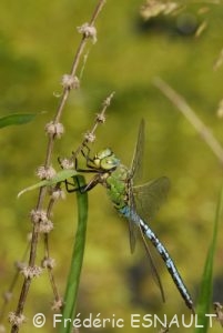 Anax empereur (Anax imperator)