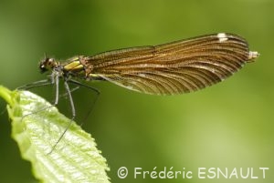Caloptéryx vierge (Calopteryx virgo)