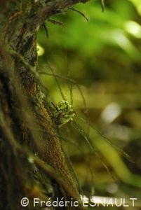 Æschne bleue (Aeshna cyanea)
