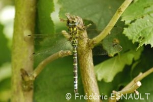 Æschne bleue (Aeshna cyanea)