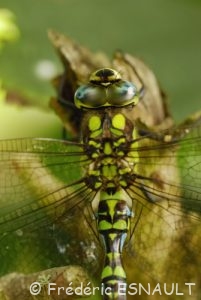 Æschne bleue (Aeshna cyanea)