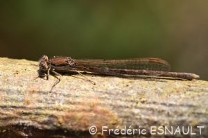 Leste brun (Sympecma fusca)