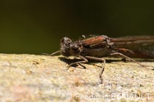 Leste brun (Sympecma fusca)