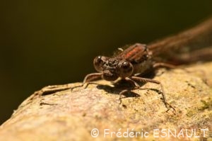 Leste brun (Sympecma fusca)