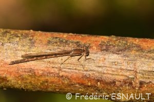 Leste brun (Sympecma fusca)