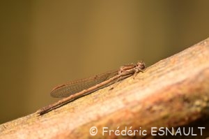 Leste brun (Sympecma fusca)