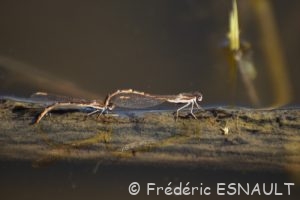 Leste brun (Sympecma fusca)