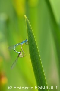 Agrion porte-coupe (Enallagma cyathigerum)