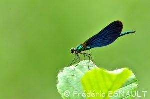 Calopteryx vierge (Calopteryx virgo)
