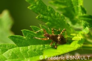 La larve de la Punaise aptère (Himacerus apterus)
