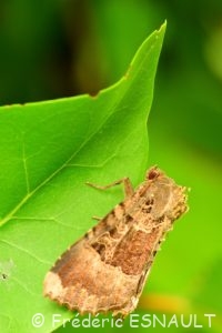 La Noctuelle Maure (Mormo maura)