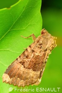 La Noctuelle Maure (Mormo maura)