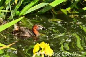 Grèbe castagneux (Tachybaptus ruficollis)