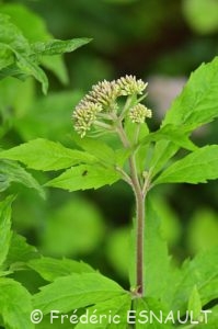 Eupatoire à feuilles de chanvre ou Eupatoire chanvrine (Eupatorium cannabinum)