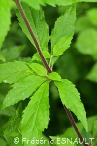 Eupatoire à feuilles de chanvre ou Eupatoire chanvrine (Eupatorium cannabinum)