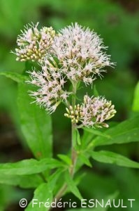 Eupatoire à feuilles de chanvre ou Eupatoire chanvrine (Eupatorium cannabinum)