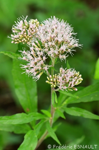 Eupatoire à feuilles de chanvre (Eupatorium cannabinum) Brosse