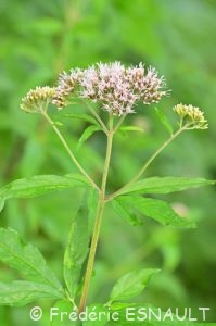 Eupatoire à feuilles de chanvre ou Eupatoire chanvrine (Eupatorium cannabinum)