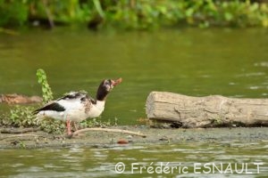 Tadorne de Belon (Tadorna tadorna)