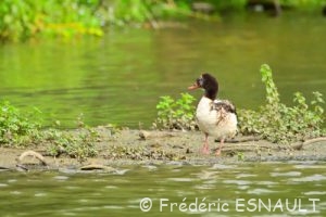 Tadorne de Belon (Tadorna tadorna)