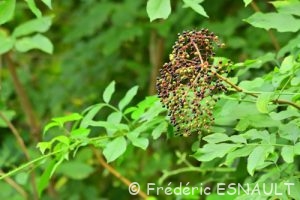 Sureau noir (Sambucus nigra)