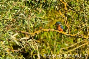 Martin-pêcheur d'Europe (Alcedo atthis)