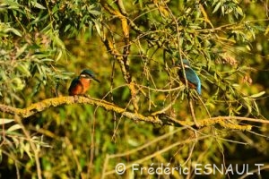Martin-pêcheur d'Europe (Alcedo atthis)