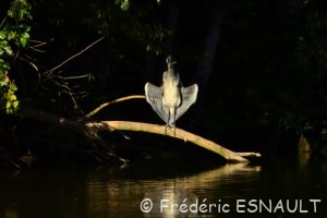 Le Héron cendré (Ardea cinerea)