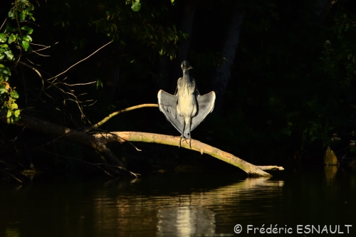 Le Héron cendré (Ardea cinerea)