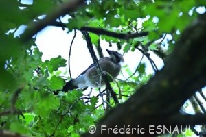 Geai des chênes (Garrulus glandarius)