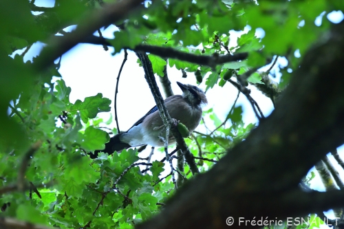 Le Geai des chênes (Garrulus glandarius) dans un… Chêne