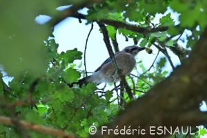Geai des chênes (Garrulus glandarius)