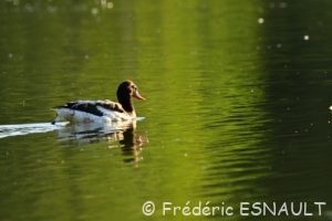 Tadorne de Belon (Tadorna tadorna)