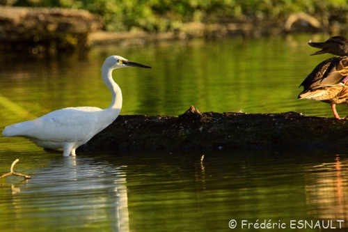 Observations ornithologiques (Août 2020)