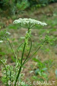 Berce commune ou grande Berce (Heracleum sphondylium)