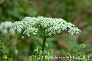 Berce commune ou grande Berce (Heracleum sphondylium)