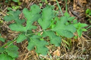 Berce commune ou grande Berce (Heracleum sphondylium)