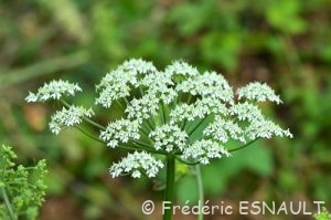 Berce commune ou grande Berce (Heracleum sphondylium)
