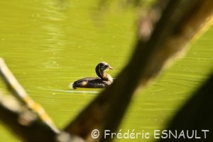 Grèbe castagneux (Tachybaptus ruficollis)