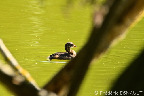 Le Grèbe castagneux (Tachybaptus ruficollis) est bien né !