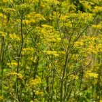 Panais (Pastinaca sativa)