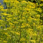 Panais (Pastinaca sativa)