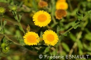 Pulicaire dysentérique (Pulicaria dysenterica)