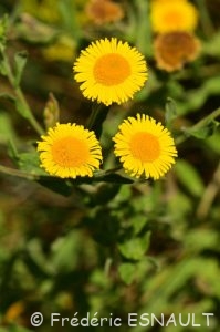 Pulicaire dysentérique (Pulicaria dysenterica)