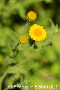 Pulicaire dysentérique (Pulicaria dysenterica)