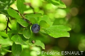 Épine noire ou Prunelier (Prunus spinosa)
