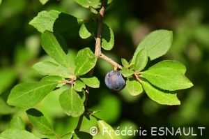 Épine noire ou Prunelier (Prunus spinosa)