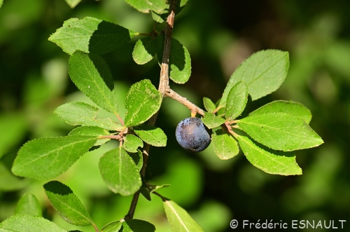 Épine noire ou Prunelier (Prunus spinosa)